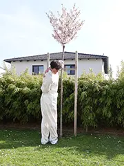 Lohan Draws Knife Qi Gong